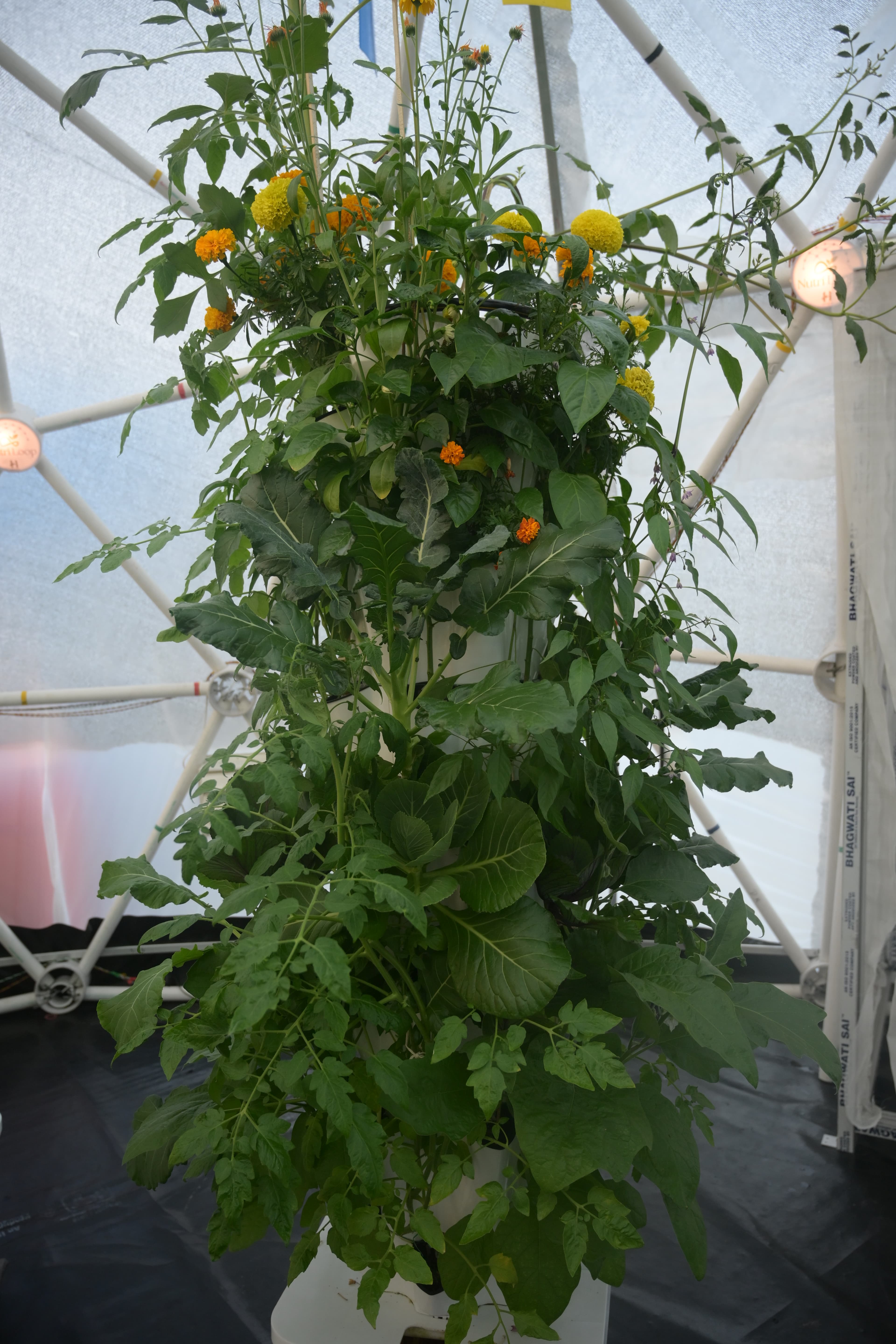 Aeroponic Farming SetUp