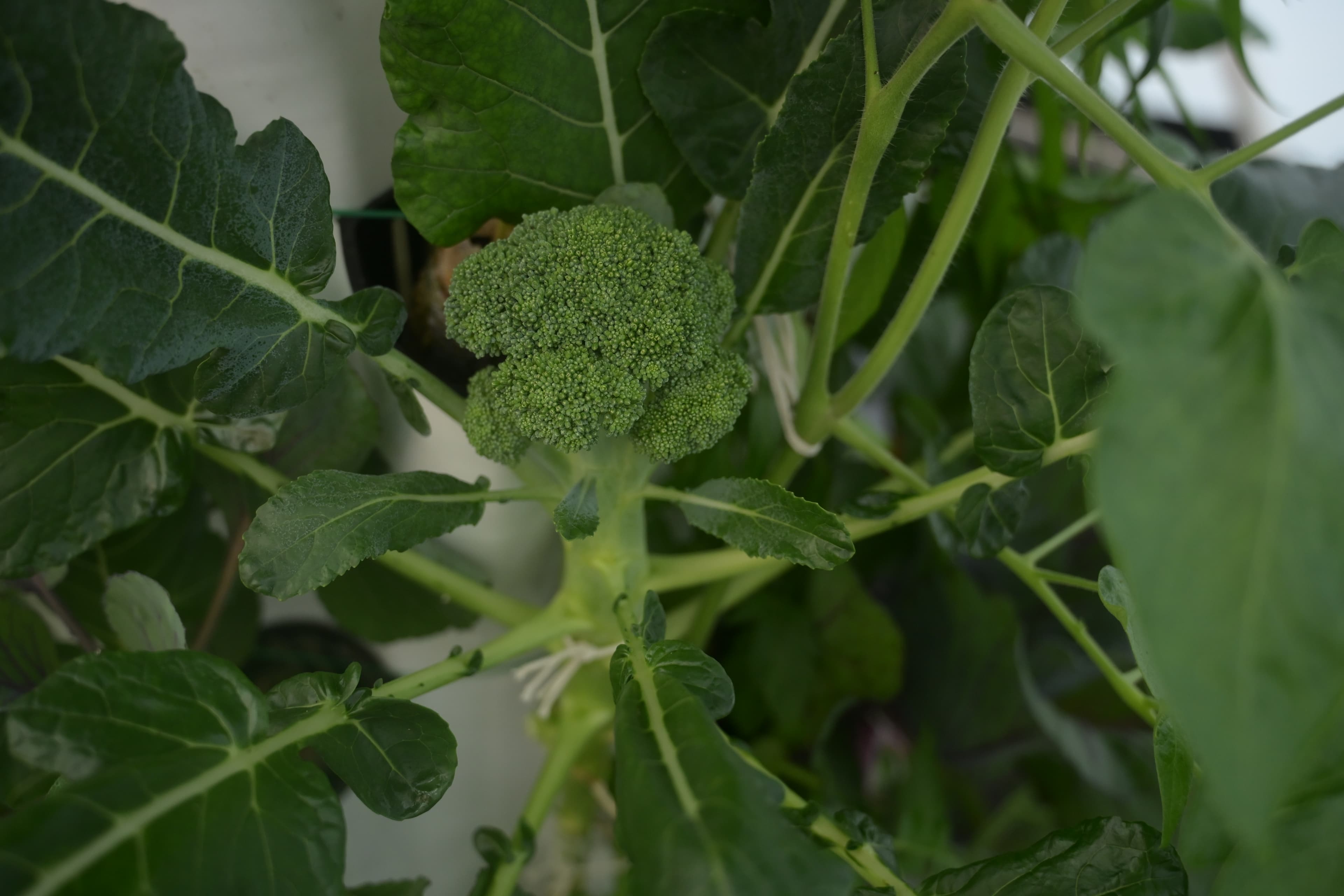 Vegetables grown in our own unit.