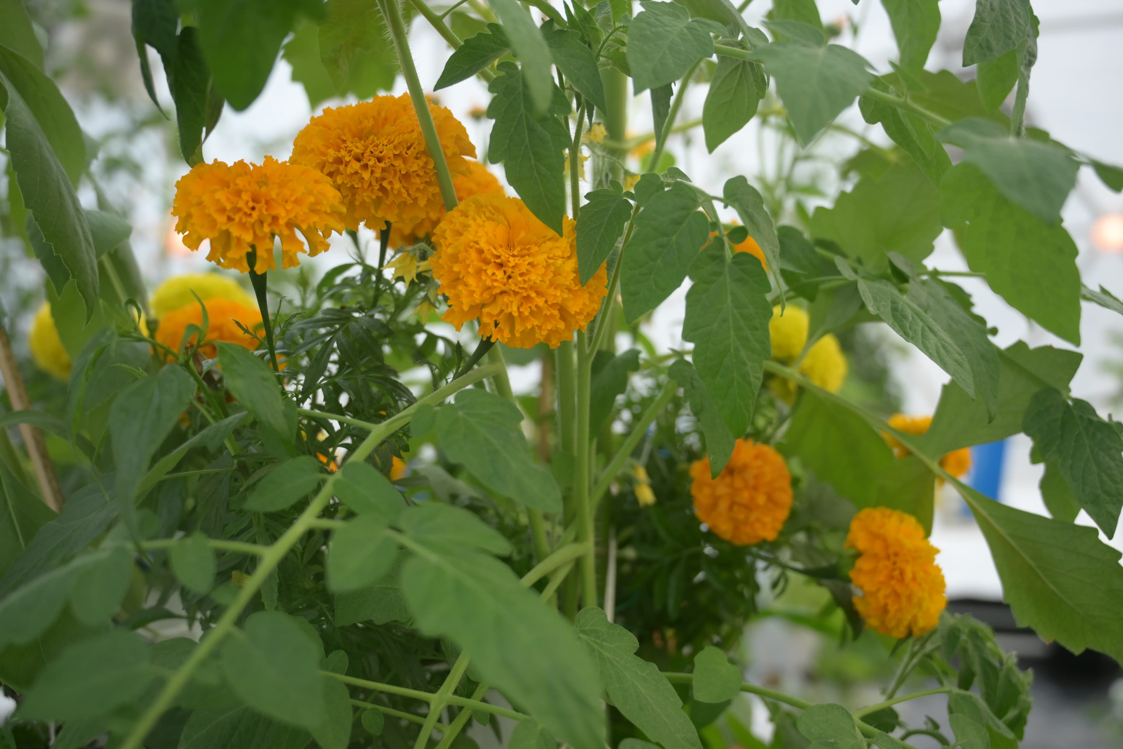 Flowers grown within our integrated modular farm system.